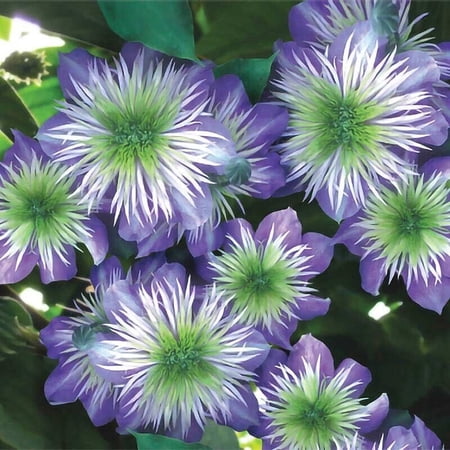 Toadstool Seeds 25 Crystal Fountain Clematis Seeds, Perennial Climbing Vine Flower Garden Bloom