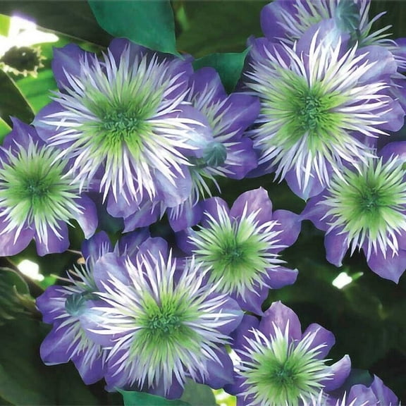 25 Crystal Fountai Clematis Seeds