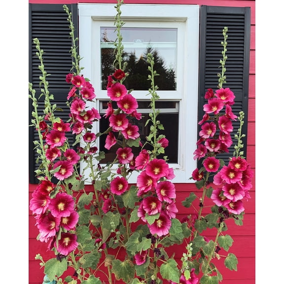 25 DARK RED HOLLYHOCK Alcea Rosea Flower Seeds Perennial