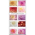 thumbnail image 1 of 25 Dahlias USPS Forever Postage Stamp US First Class Celebrate Flower Announcement Wedding Holiday (25 Stamps), 1 of 3