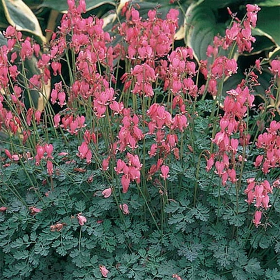 25 Light Pink Bleeding Heart Seeds Shade Loving Perennial Flower Heart Shaped Garden Blooms