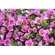 25 Dark Pink ROSE Of SHARON HIBISCUS Syriacus Flower Tree Bush Seeds