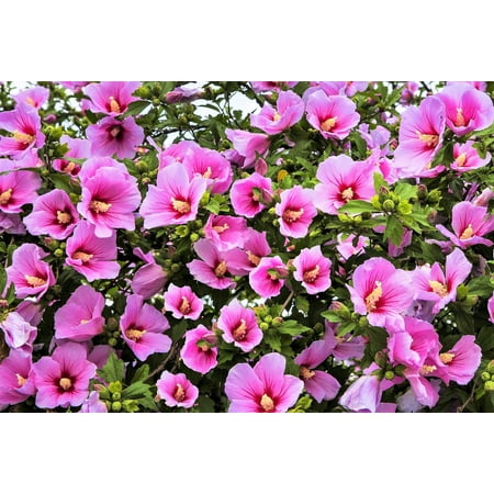25 Dark Pink ROSE Of SHARON HIBISCUS Syriacus Flower Tree Bush Seeds