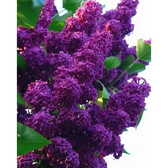 25 Dark Purple Lilac Seeds Tree Fragrant Flowers Perennial Flower 361 US SELLER