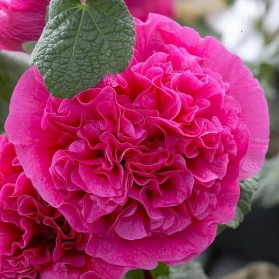 25 Dbl Bright Pink Hollyhock Seeds Perennial Flower Seed Flowers 849 US SELLER