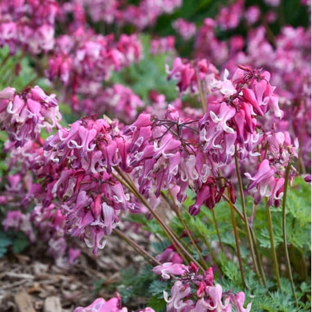 25 Pink Diamonds Bleeding Heart Seeds – Shade Loving Perennial Flower – Cottage Woodland Garden Plant