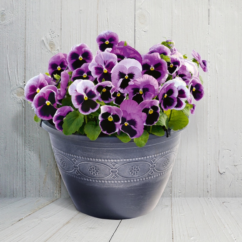 25 DeluXXe Maxi Mix Pansy Seeds - Cold and Draft - Self and Open-Pollinating - for Late Summer or Early Spring Planting
