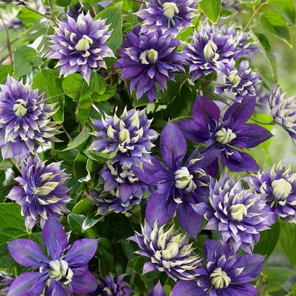 25 Double Dark Purple Clematis Seeds Climbing Perennial Vine Flower Trellis Pergola Garden Plant