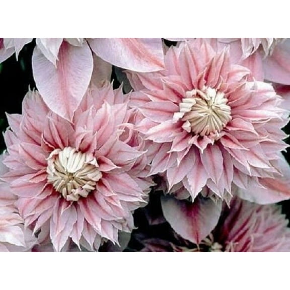 25 Double Light Pink Clematis Seeds Seed Climbing Perennial Flower 77 US SELLER