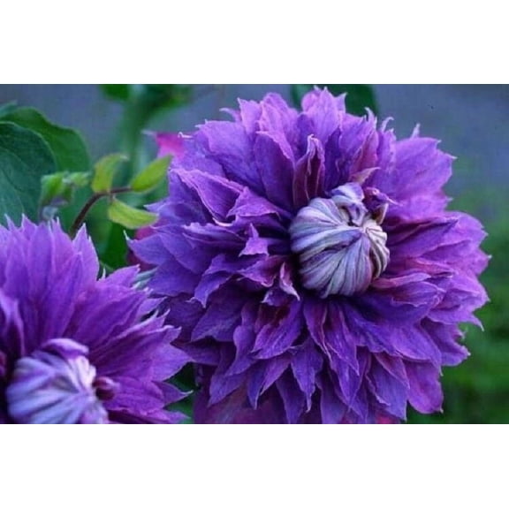 25 Double Purple Clematis Seeds Climbing Perennial Vine Flower Trellis Pergola Garden Plant