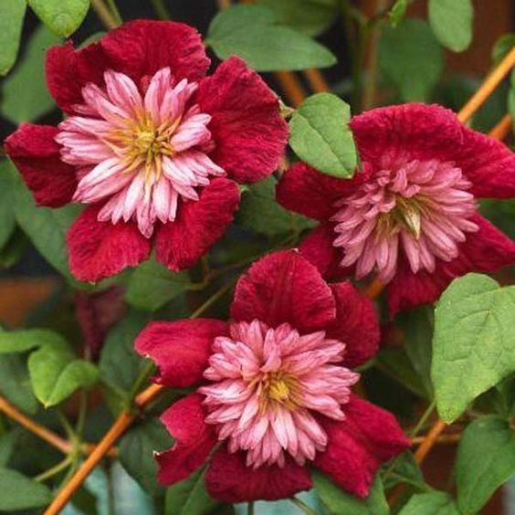 25 Double Red Clematis Seeds Large Bloom Climbing Perennial Garden Flower 76