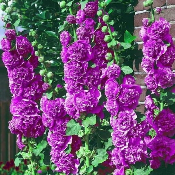 25 Double Violet Hollyhock Seeds Perennial Flower Garden Seed Flowers Seed Flower
