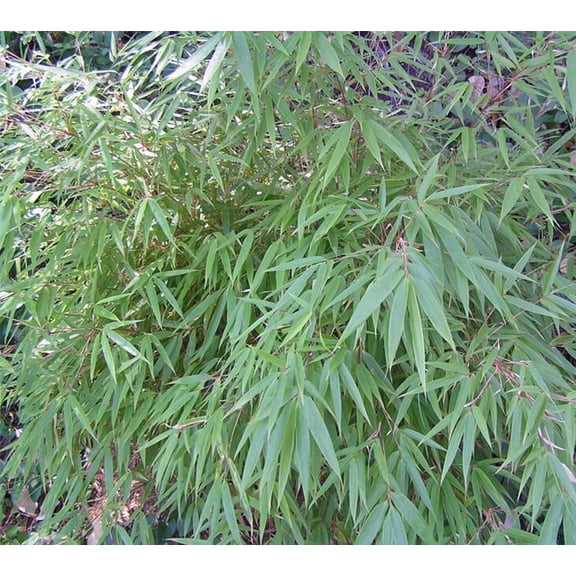 50 Dragon Head Bamboo Seeds Privacy Plant Garden Shade Exotic Screen 409 US SELLER
