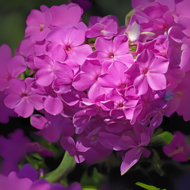 25 Drummond's Pink Creeping Phlox Seeds - Cold and Drought,,, for Early Spring or Fall Planting