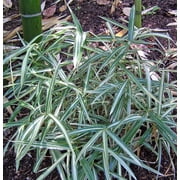 25 Dwarf White Stripe Bamboo Seeds   Compact Ornamental Bamboo for Containers, Privacy Accents & Exotic Landscaping