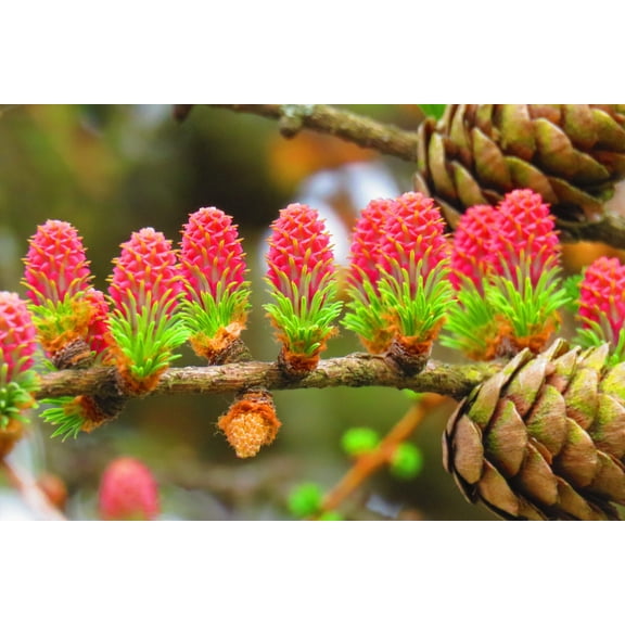 25 EUROPEAN LARCH TREE Pine Pinetree Evergreen Larix Decidua Seeds