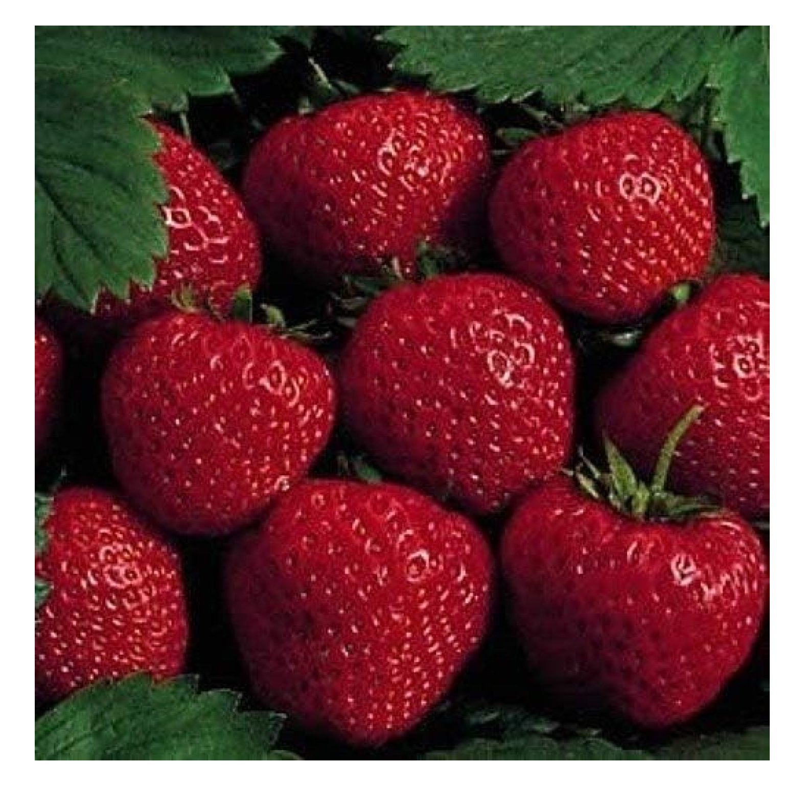 25 Earliglow Strawberry Plants Bareroot The Earliest Berry