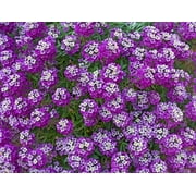 25 Sweet Alyssum Eggplant Seeds   Tiny Colorful Flower Seeds for Spring & Fall Gardens   Ideal for Pathways, Edges & Hanging Baskets