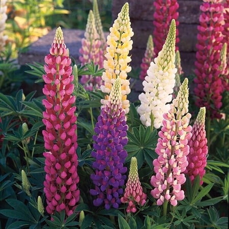 Festival Mix Lupine Seeds (25 Pack) – Lupinus Perennial Flower Seeds for Planting Outdoors, Multi Color Spiky Bloom Flowers for Garden Beds & Borders