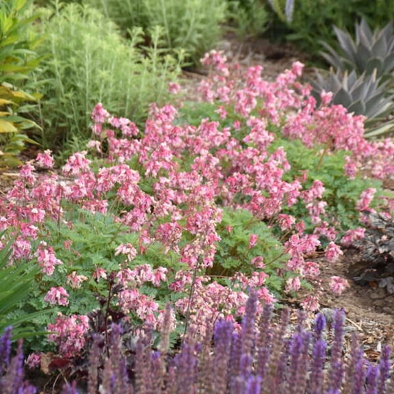 25 Blush Diamonds Bleeding Heart Seeds Shade Loving Perennial Flower Cottage Woodland Garden Plant