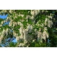 thumbnail image 1 of 25 Flowering BLACK LOCUST TREE False Acacia Robinia Pseudoacacia Seeds, 1 of 11