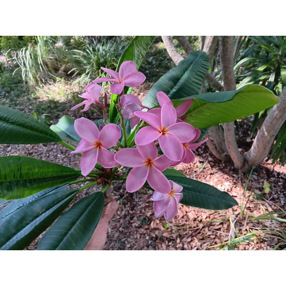 10 Violet Plumeria Seeds