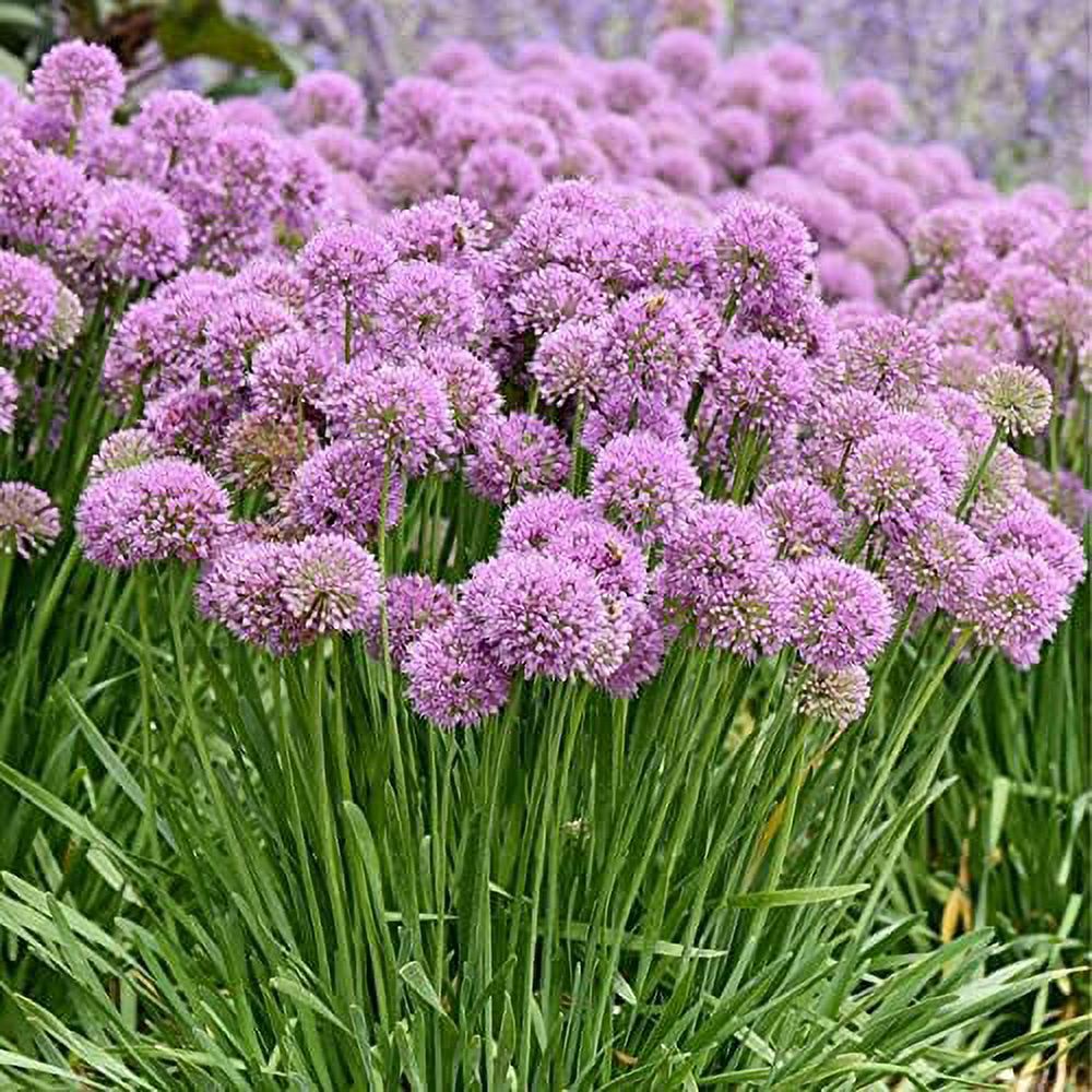 25 Giant Allium Seeds Globemaster Allium Giganteum Flower Heirloom