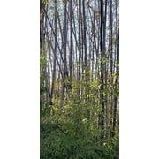 25 Giant Black Bamboo Seeds   Fast-Growing Ornamental Bamboo for Privacy Screens & Exotic Landscaping   Outdoor Garden & Large Pots