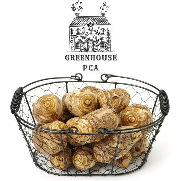 25 Green Elephant Ear Taro Bulbs for Growing and Eating! 100% Satisfaction Guarantee from Greenhouse PCA!