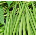 25 Greencrop Bush Bean MMF7 Seeds NonGMO Heirloom Instant Latch