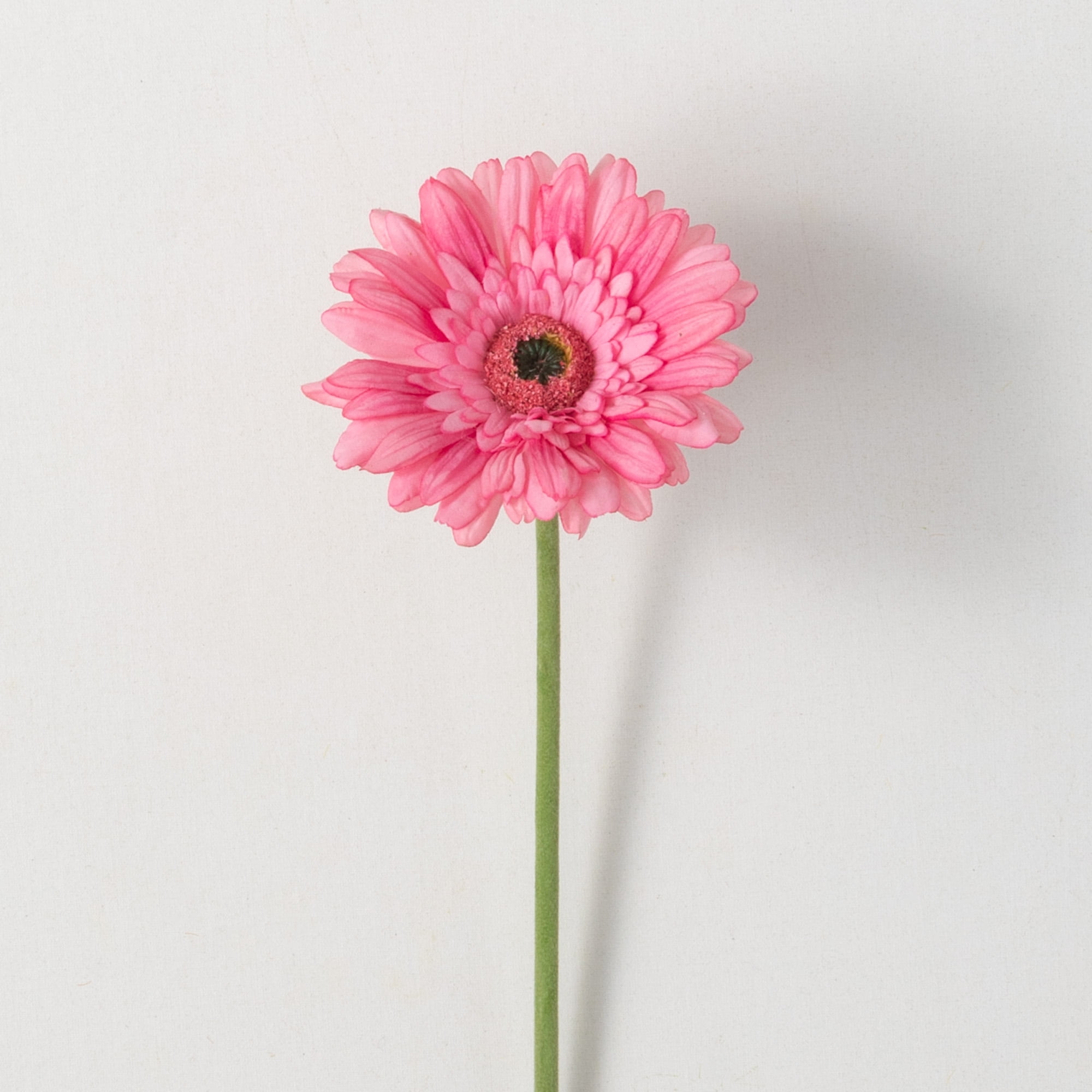 25"H Sullivans Beautiful Pink Gerbera Daisy, Pink