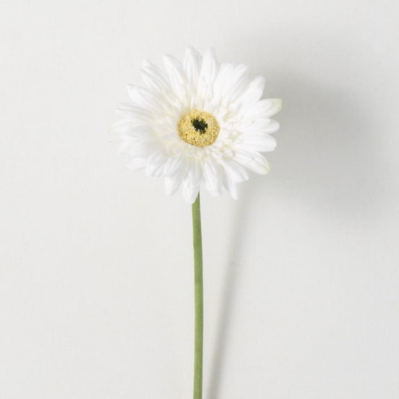 25"H Sullivans Refreshing Cream Gerbera Daisy, Cream