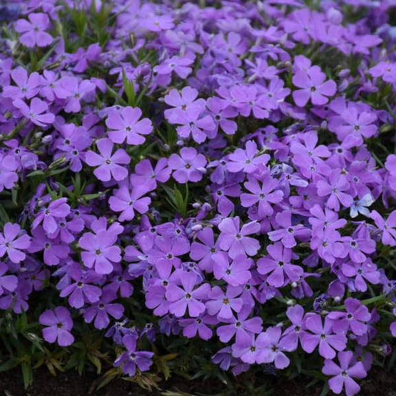 50 Crater Lake Phlox Seeds Perennial Garden Flower Butterfly & Pollinator Friendly Blooms
