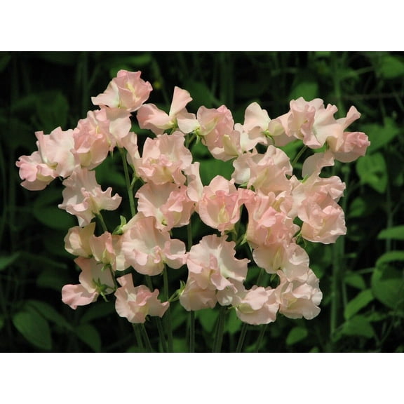 25 Heaven Scent Sweet Pea Seeds