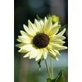 thumbnail image 1 of 25 ITALIAN WHITE SUNFLOWER Helianthus Debilis Flower Seeds, 1 of 6