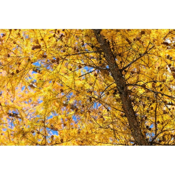 25 JAPANESE LARCH TREE Conifer Pine Cones Bonsai Larix Kaempferi Seeds