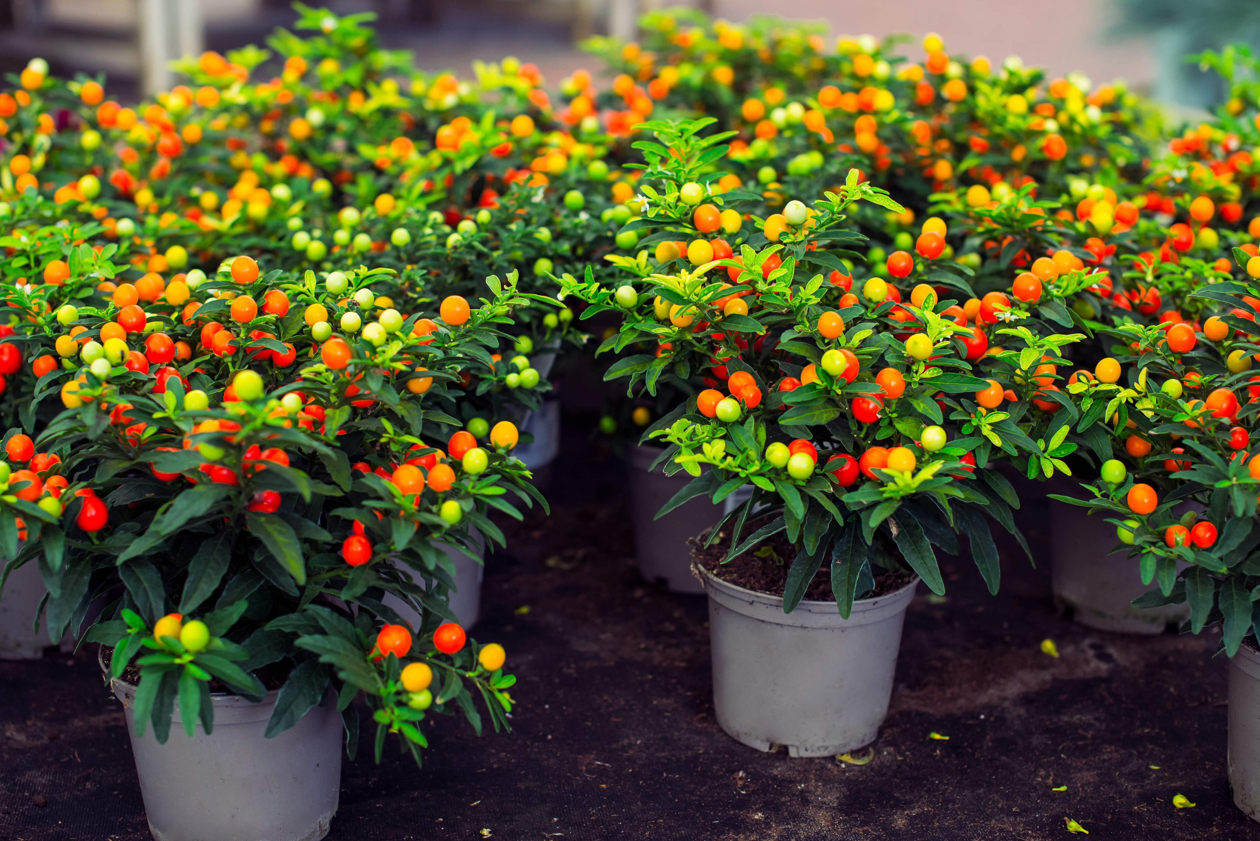 tepin pepper plant Chile Pequin Hot Pepper Plant - Tepin Petin - Capsicum annuum