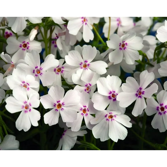 50 Amazing Grace Phlox Seeds