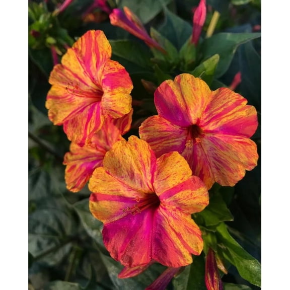 25 Bright Pink Orange Four O'Clock Flower Seeds  Fragrant Evening Blooming Perennial Garden Plant