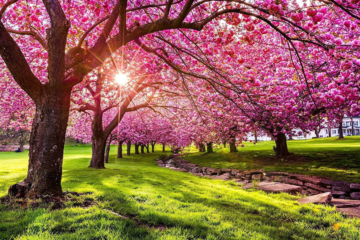 cherry blossom  CZ Grain 25 Japanese Cherry Blossom Tree Seeds, Pink