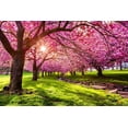 thumbnail image 1 of 25 Japanese Flowering Cherry Blossom Tree Seeds, 1 of 2