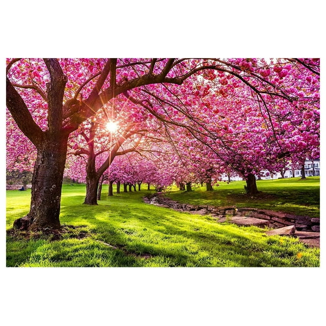 25 Japanese Flowering Cherry Blossom Tree Seeds