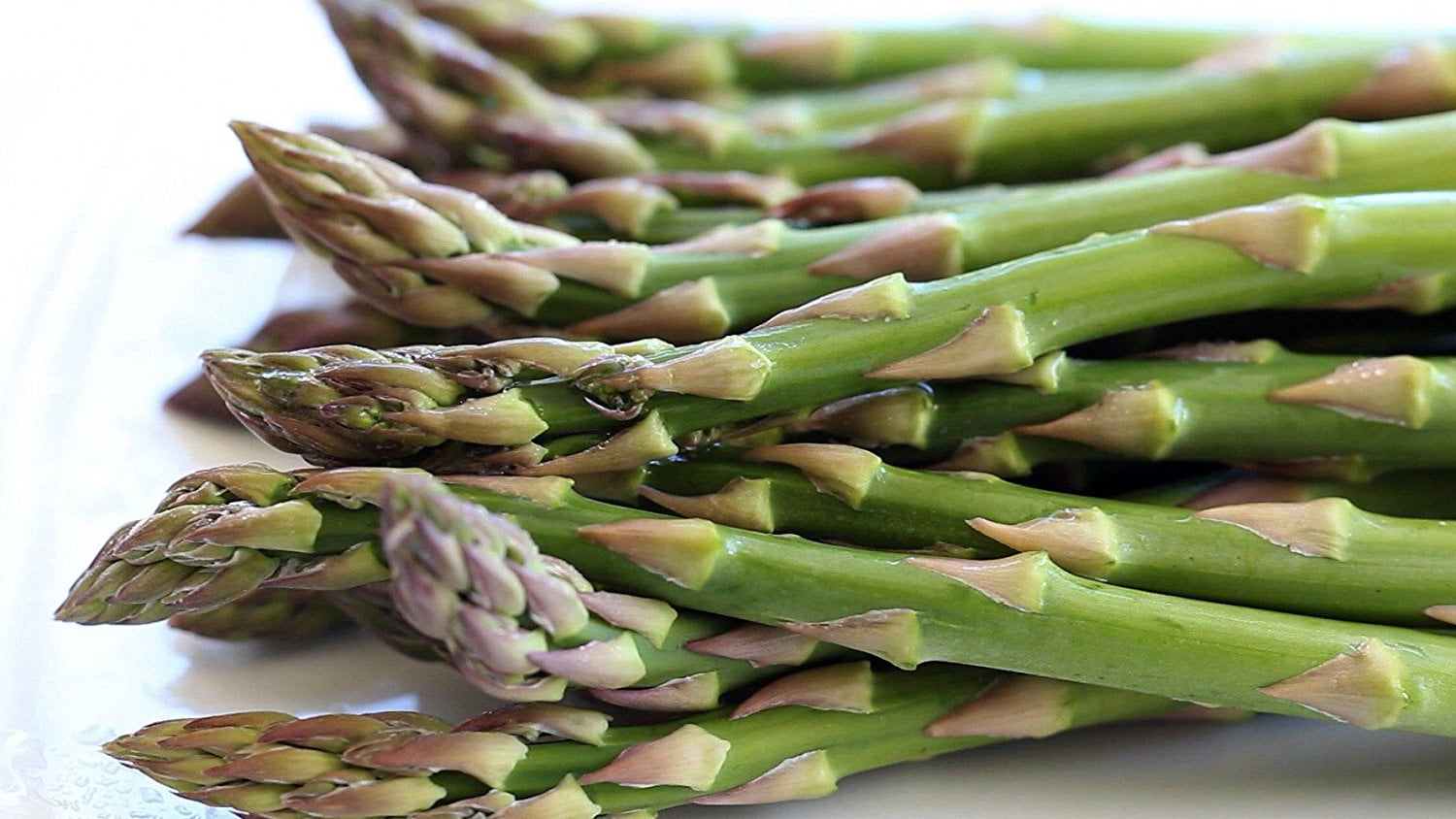 25 Jersey Knight Asparagus Roots - Walmart.com 25 Jersey Knight Asparagus Roots - Walmart.com