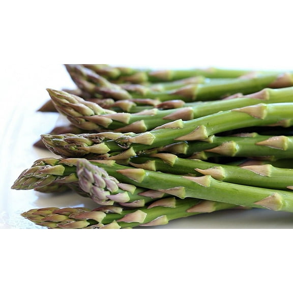 25 Jersey Knight Asparagus Roots