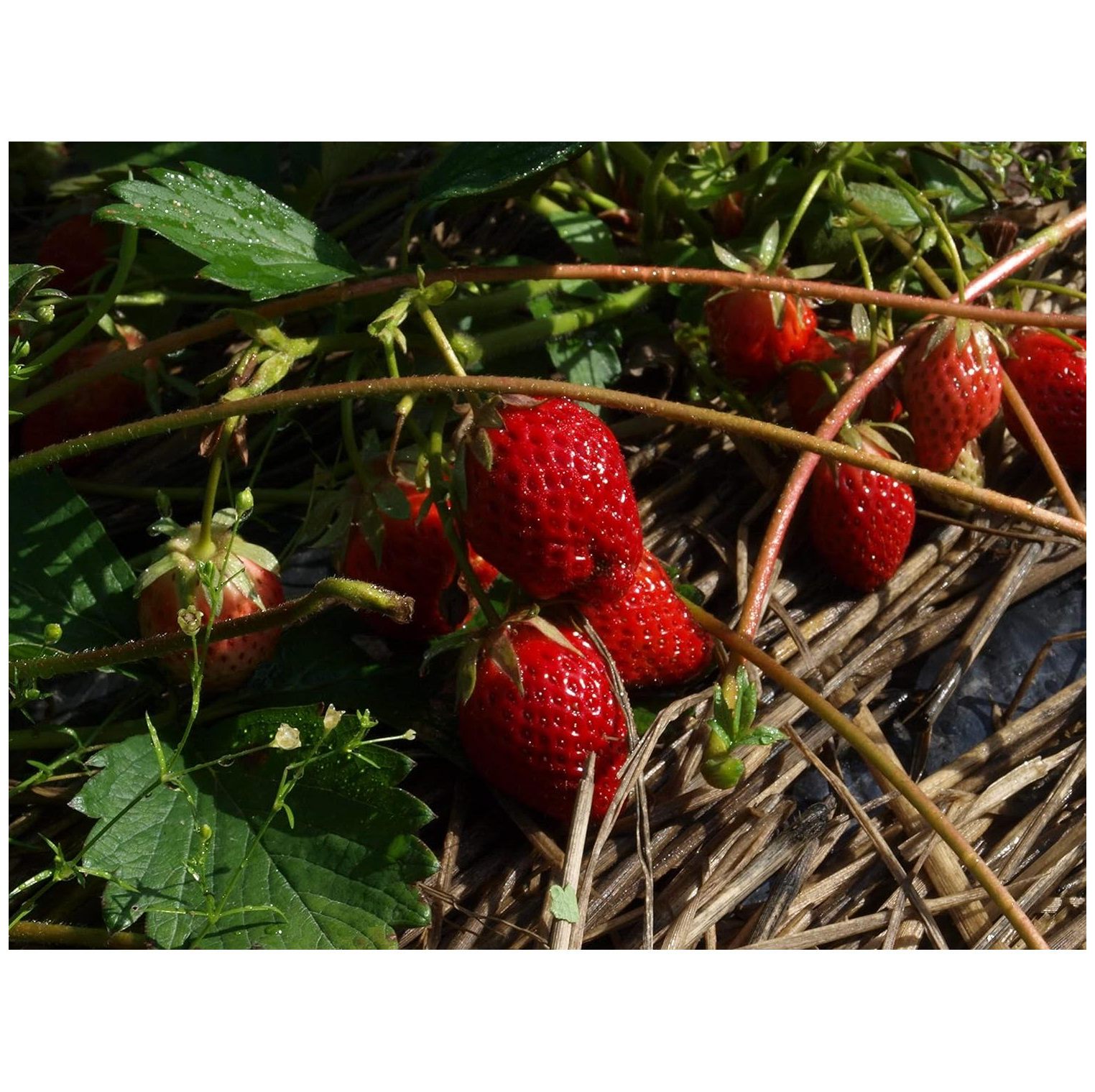 25 Jewel JuneBearing Bare Root Strawberry Plant by CintBllTer