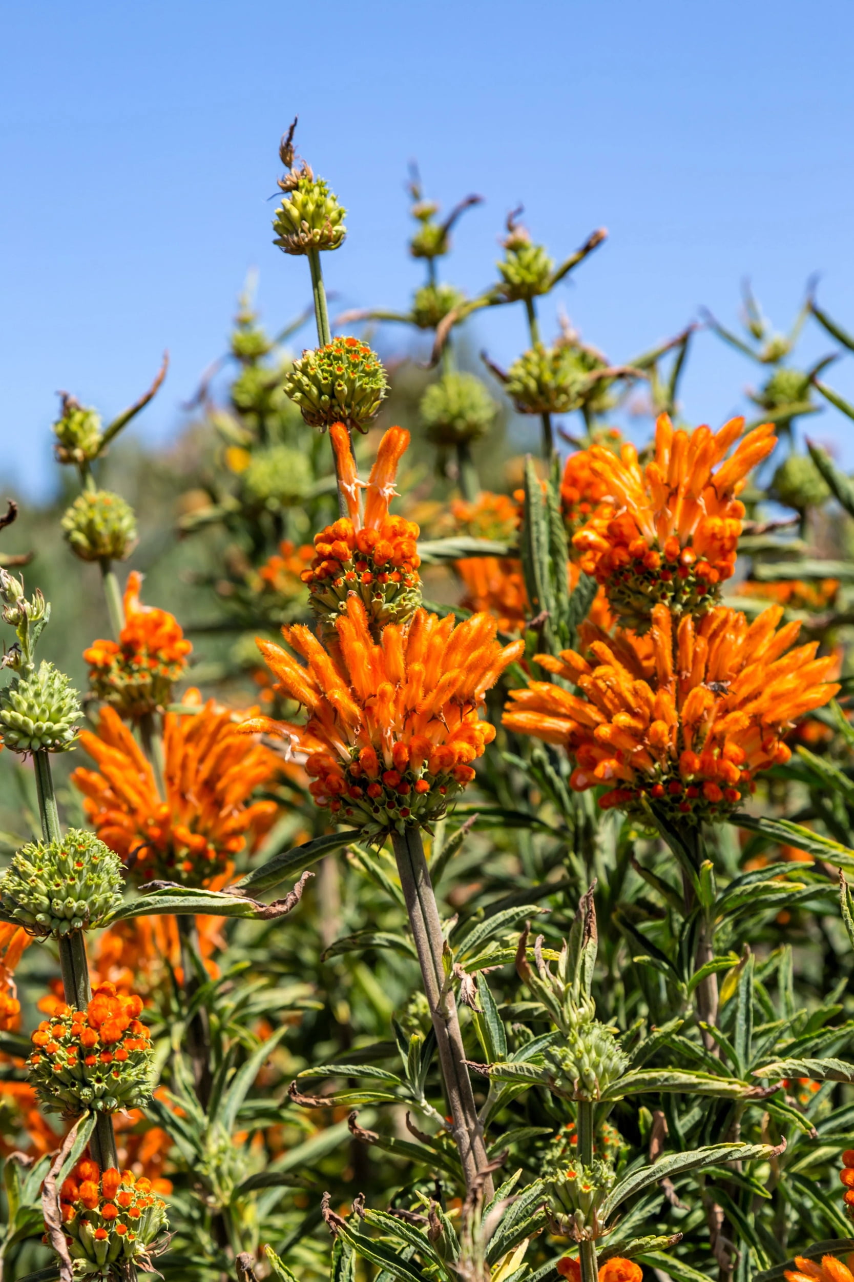 25 KLIP DAGGA (Lions Ear / Lions Tail / Wild Klip Dagga) Leonotis ...