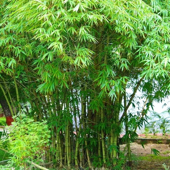 25 Lama Temple Bamboo Seeds  Fast-Growing Ornamental Bamboo for Privacy Screens & Tropical Landscaping  Outdoor Garden & Large Pots