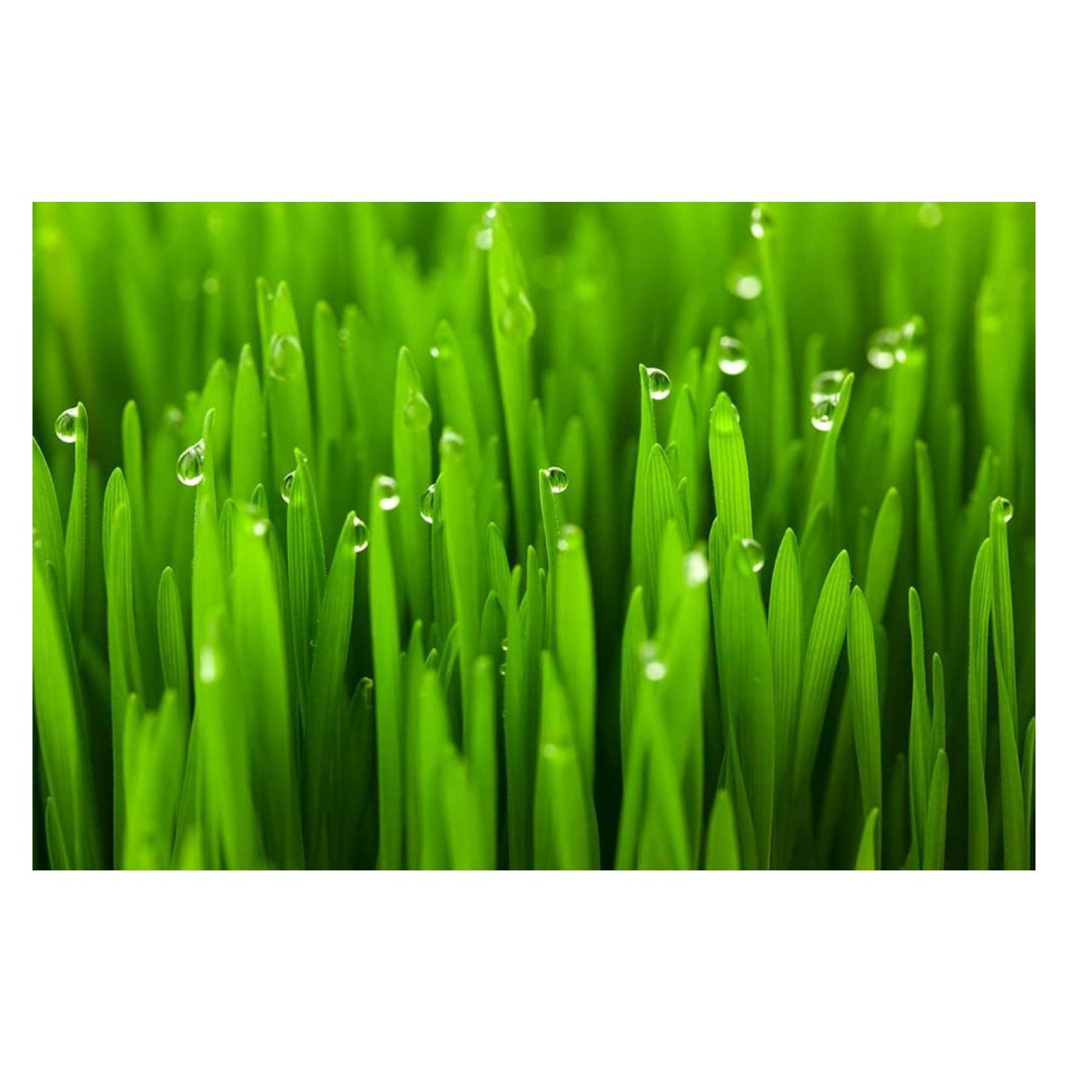 25 Lbs Wheat Cover Crop Seeds NonGMO Rye Deer & Turkey Food Plot