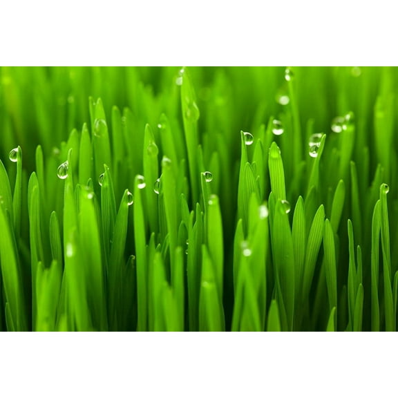 25 Lbs Wheat Cover Crop Seeds - Non-GMO Rye - Deer & Turkey Food Plot Seed - Winter Hardy Cover Crop