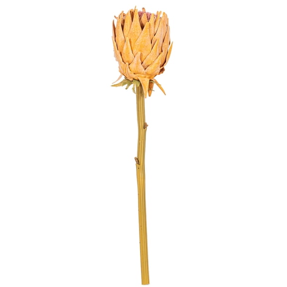 25" Light Orange Protea Stem 2/Bag